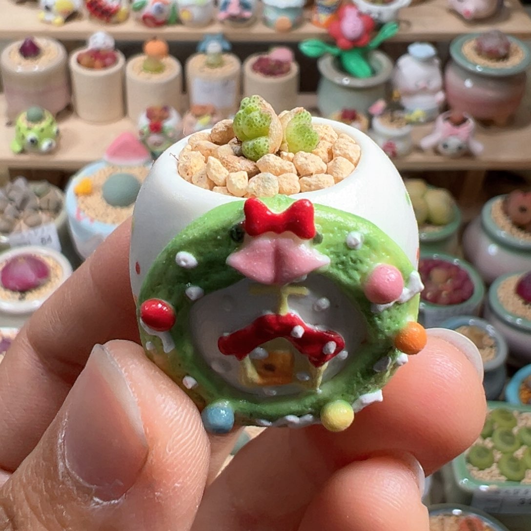 多肉植物104号拇指盆