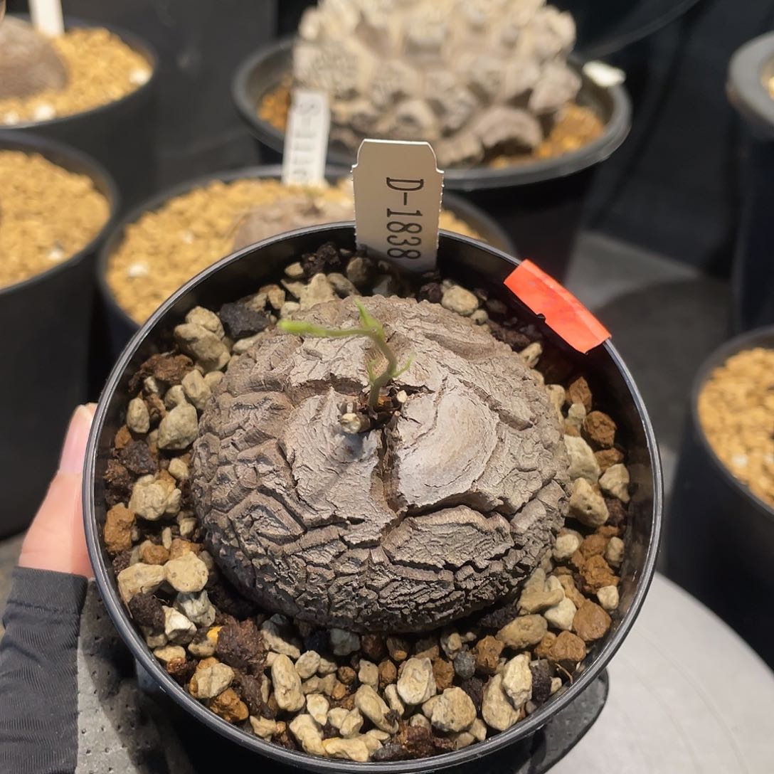 1838号龟甲龙不退不换