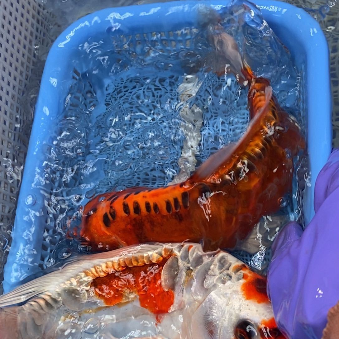 锦鲤冷水锦鲤包邮