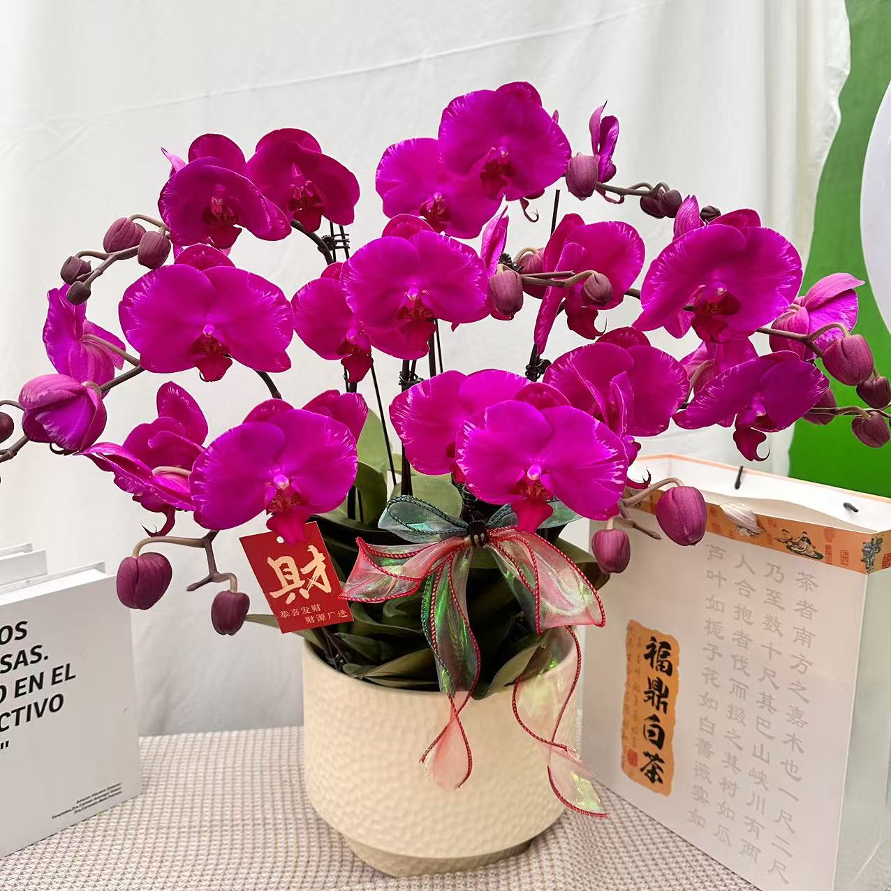 花世界蝴蝶蘭【光芒四射】高端欧品花花 紫红色系