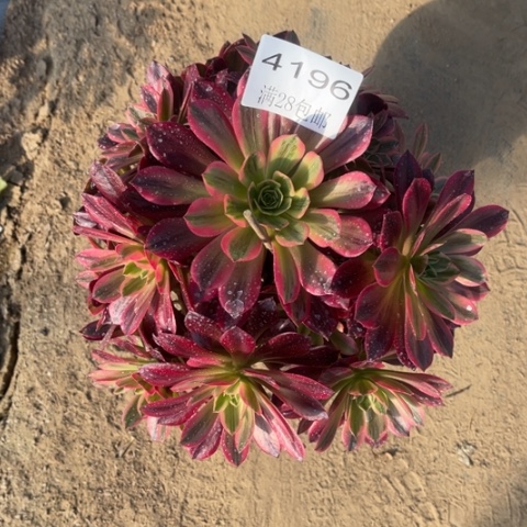 婚纱多肉多肉4196