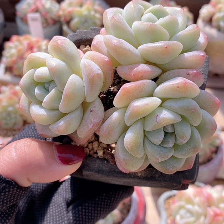 冰玉 韩货精品666