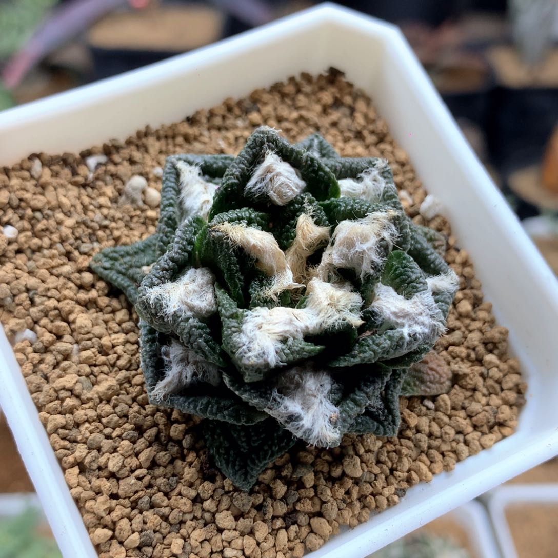 自根辛顿牡丹仙人球带盆