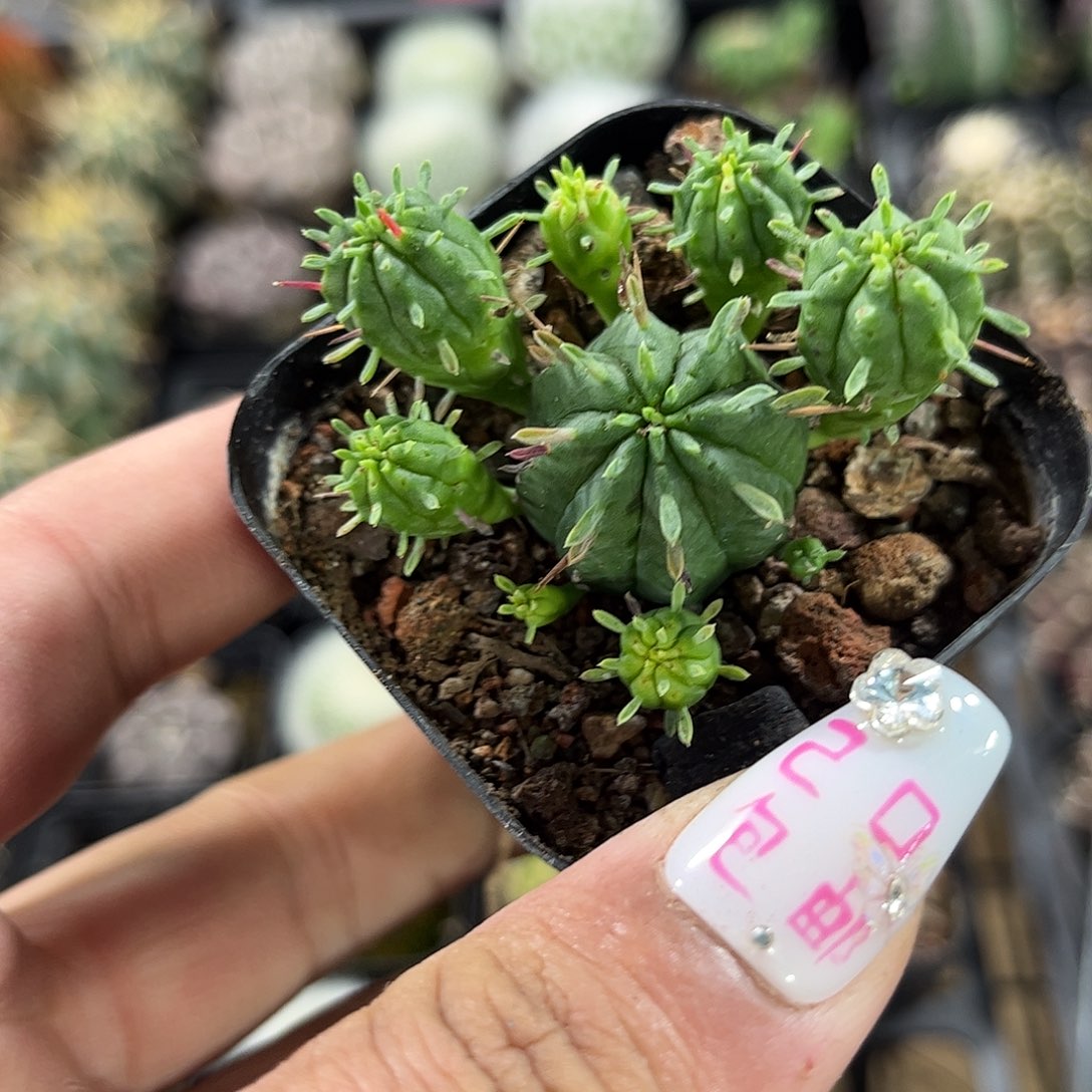 火麒麟单头发货单头发