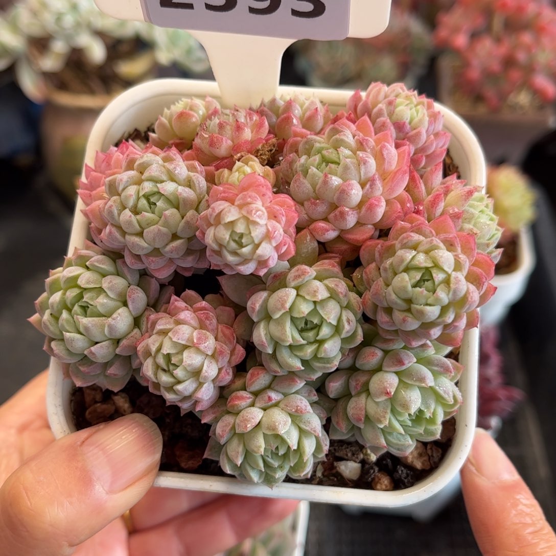 2593带盆满30包邮天冷地区必拍保温箱