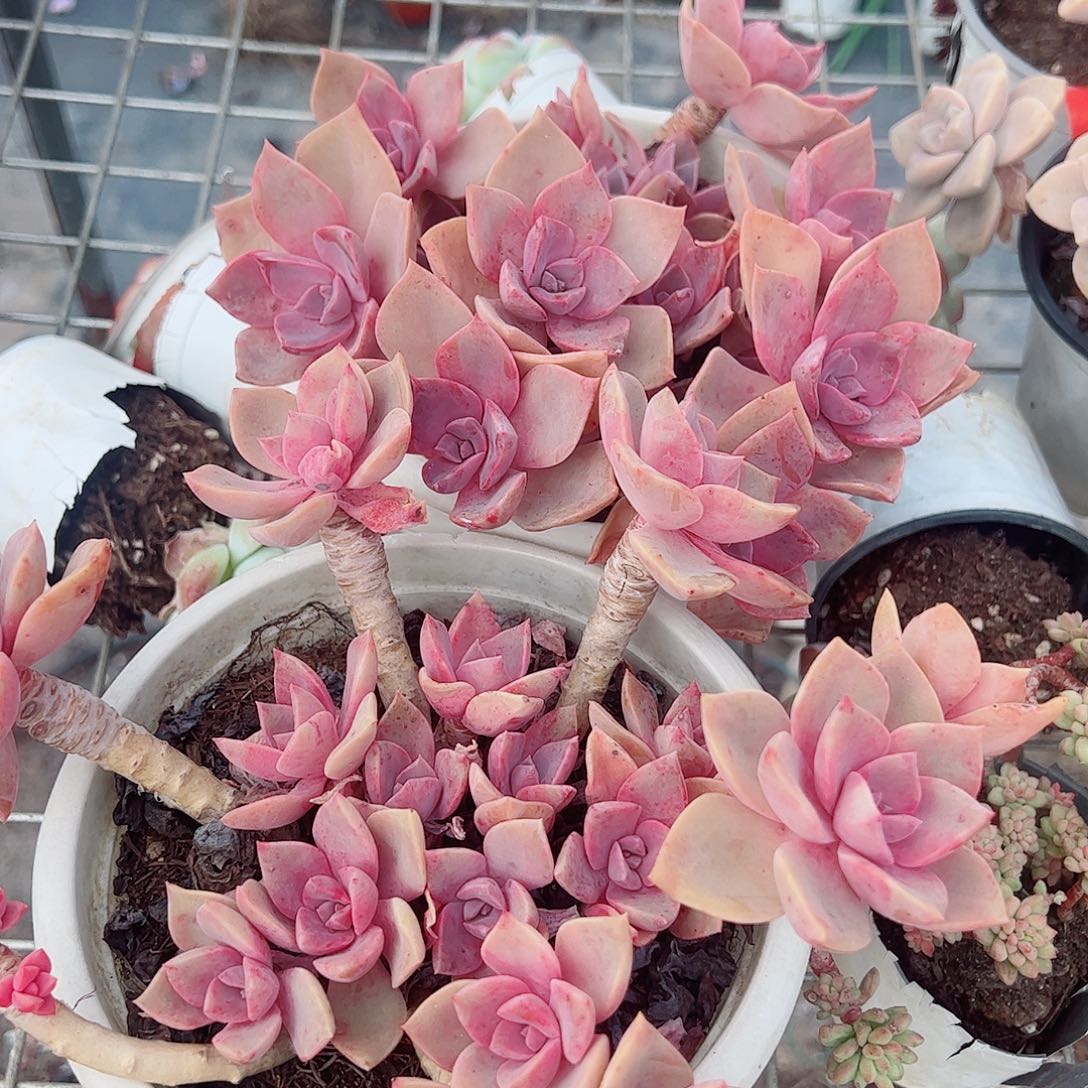 中国初恋多头群生老桩特价二盆