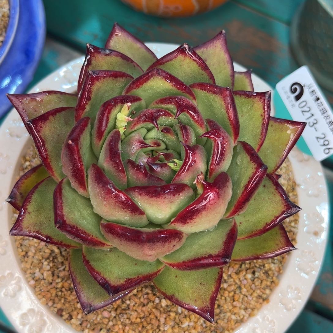 多肉一物一拍0213-296