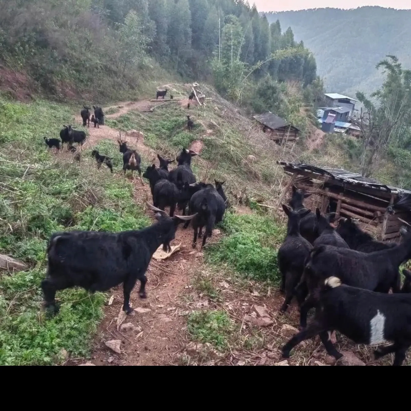 顺丰包邮湖南湘西本地土山羊黑山羊直播间现称重
