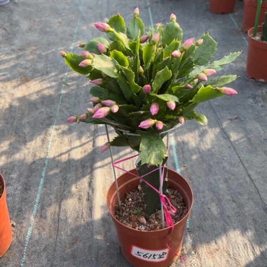 060蟹爪兰尾号5615