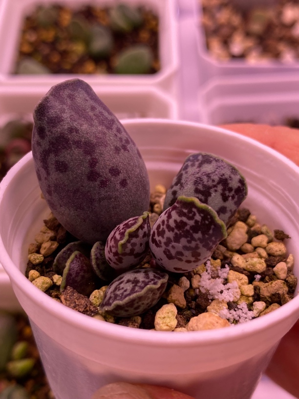 特价四棵水泡水泡满58包普快