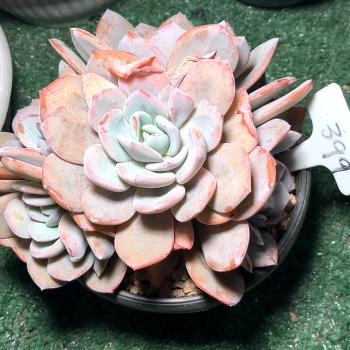 奶茶399号码牌子的话题了