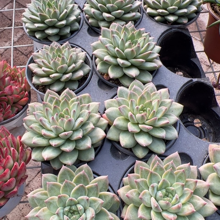新疆包邮 青花瓷