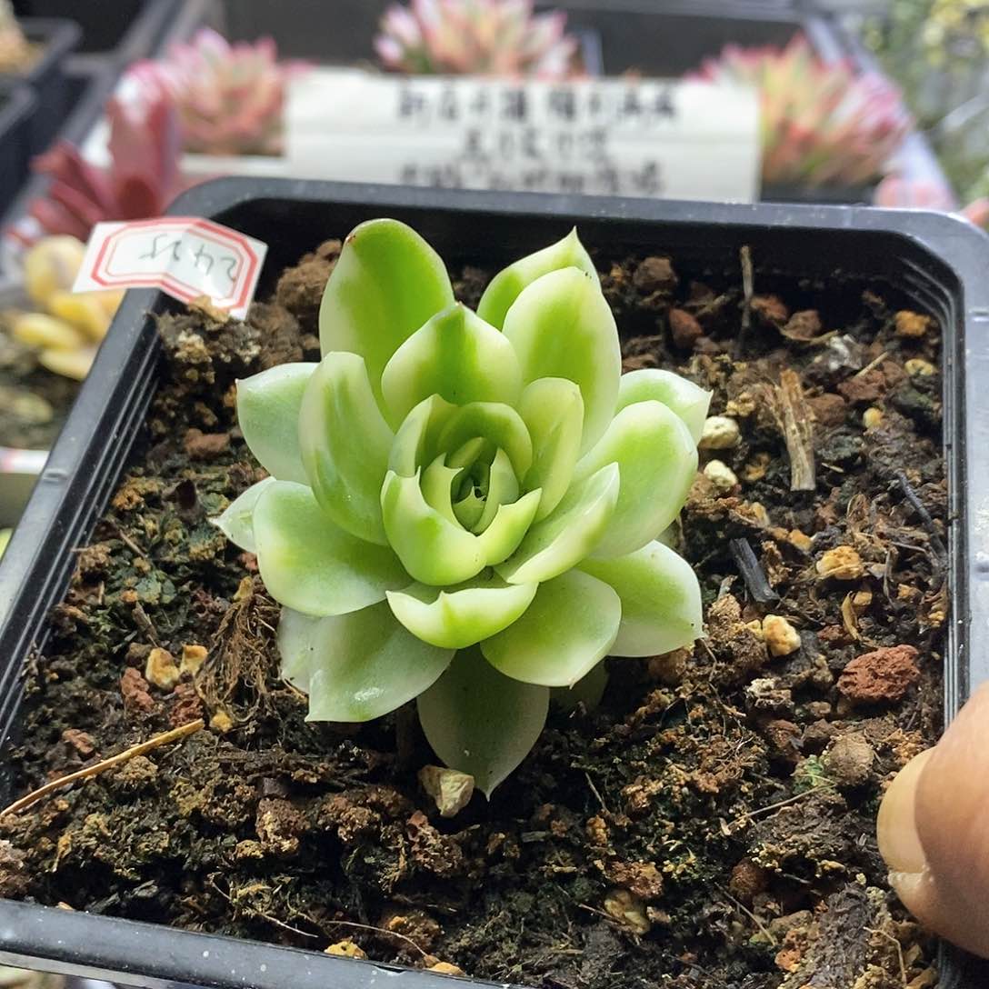 2425玉杯东云白腹轮多肉