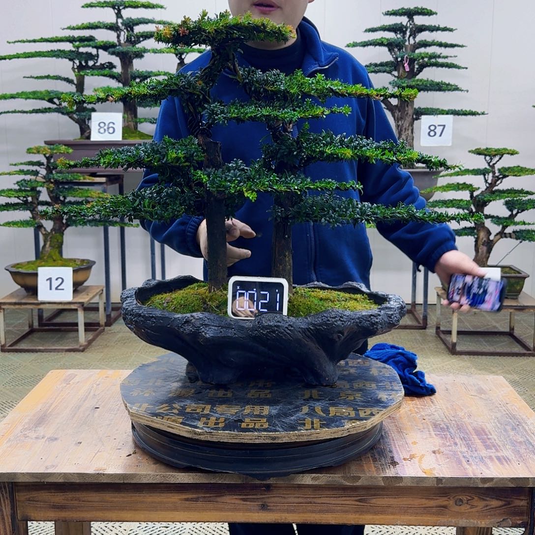 无花朵珍珠红芽罗汉松造型盆景