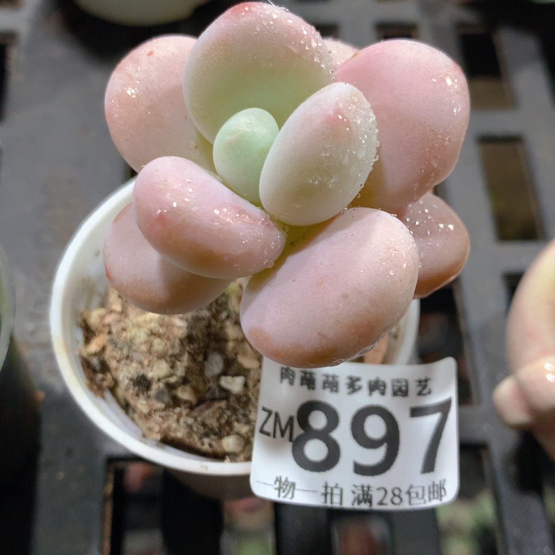 5CM拇指盆精控多肉ZM897