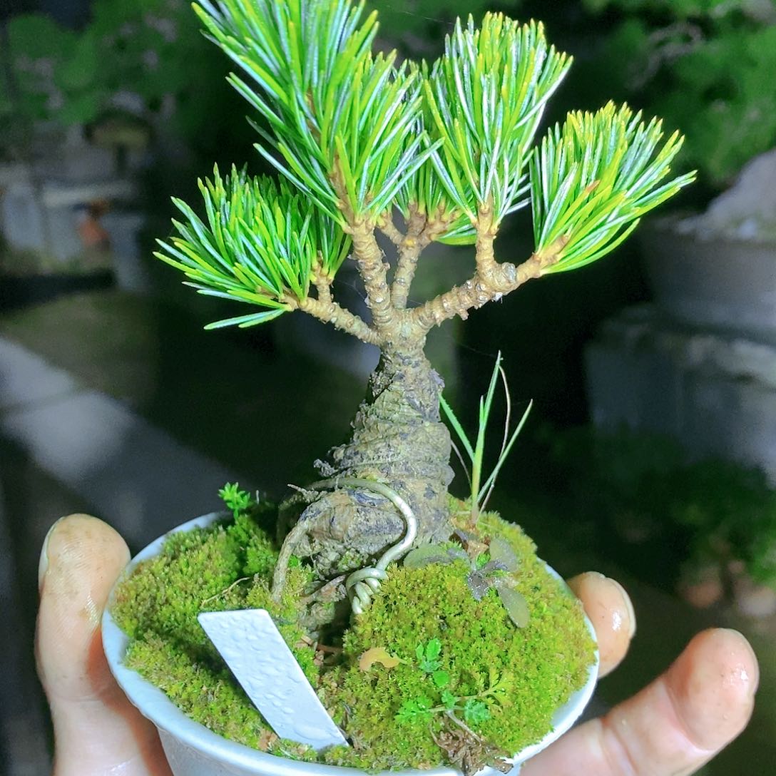 【闪购商品】无花朵