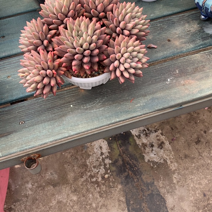 好***宋一物一拍一物一拍