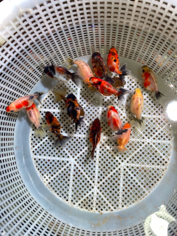 好养耐活的冷水观赏鱼兰寿将军百褶泰狮鱼苗