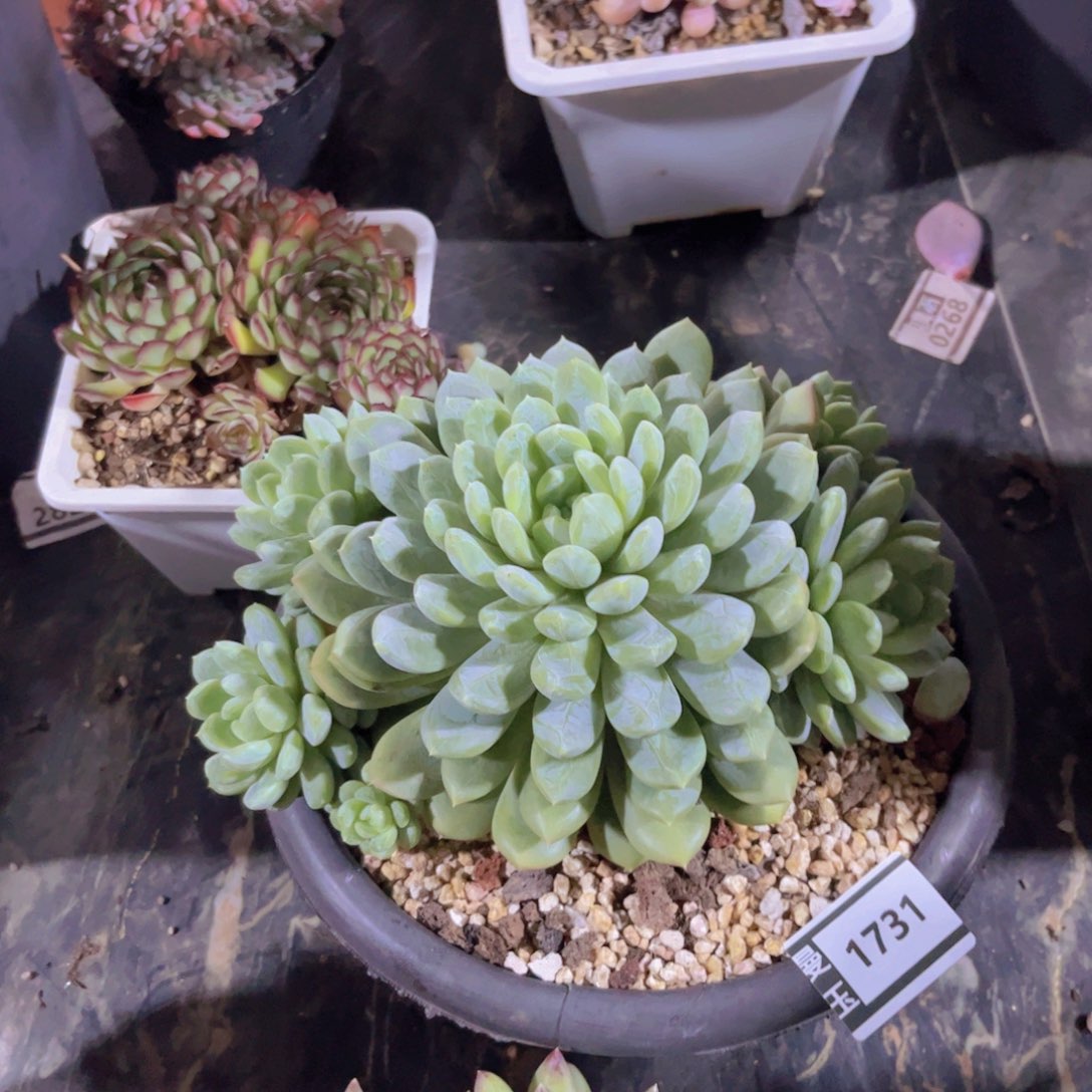 百达翡翠多肉植物1731