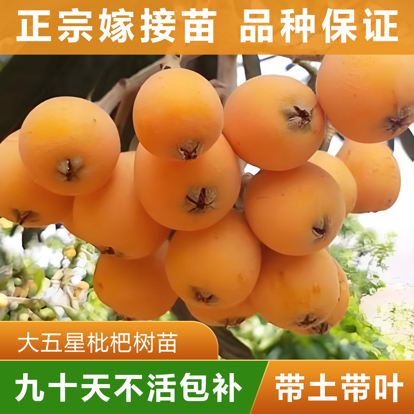 枇杷苗大五星南方盆栽水果带土枇杷树苗盆栽树苗超大果果树盆栽
