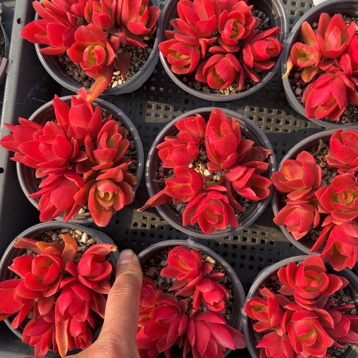 火祭散群一颗量拍多肉满20包邮下午发