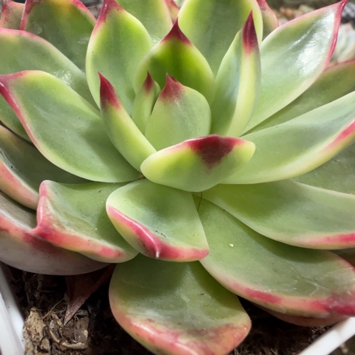 桃花锦多肉植物1253