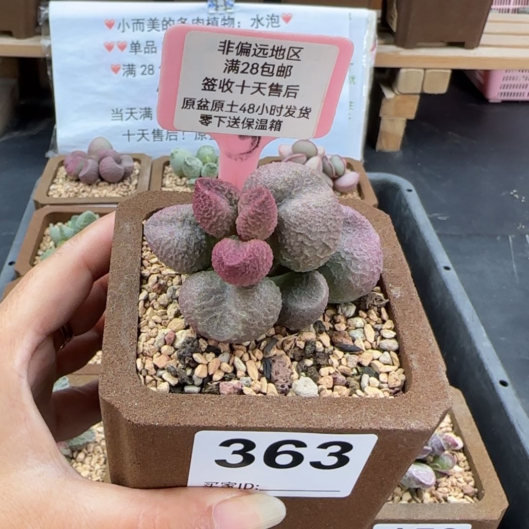 363水蜜桃多肉植物