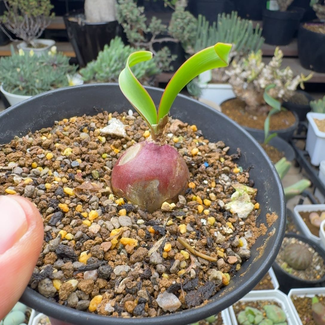 卷叶垂筒花多肉。       