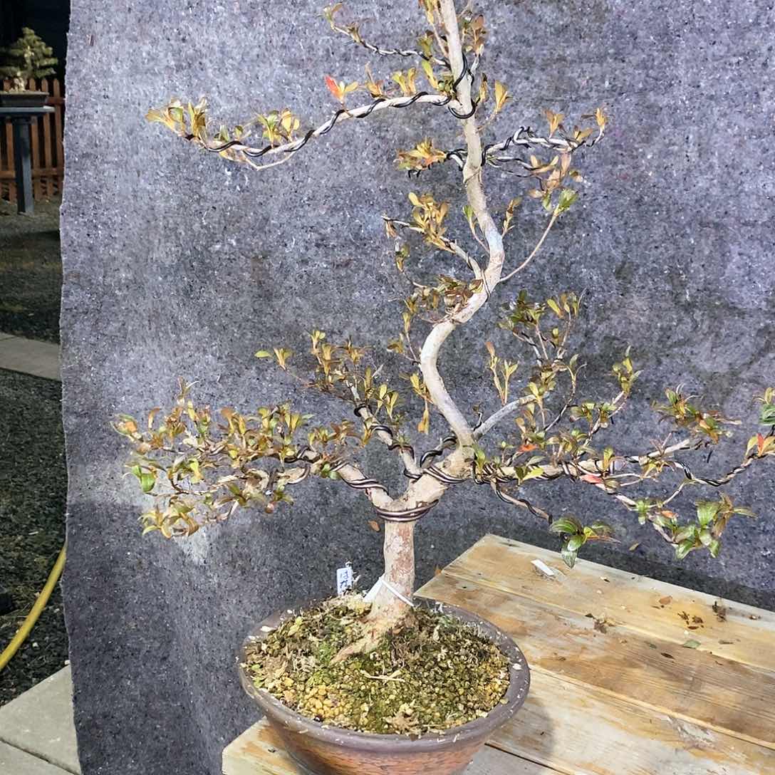 红陶努*杜鹃花，一物一拍