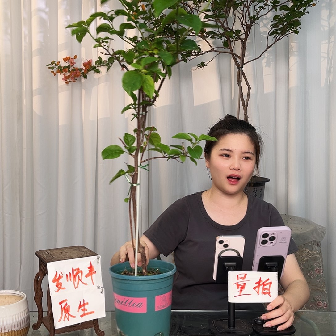 当前无花栽培后可以开花蓝天使带竹一颗