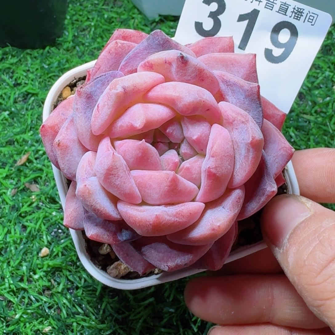石化冰魄         多肉植物