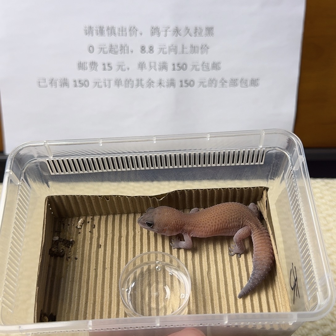 肥尾守宫无纹 妹妹