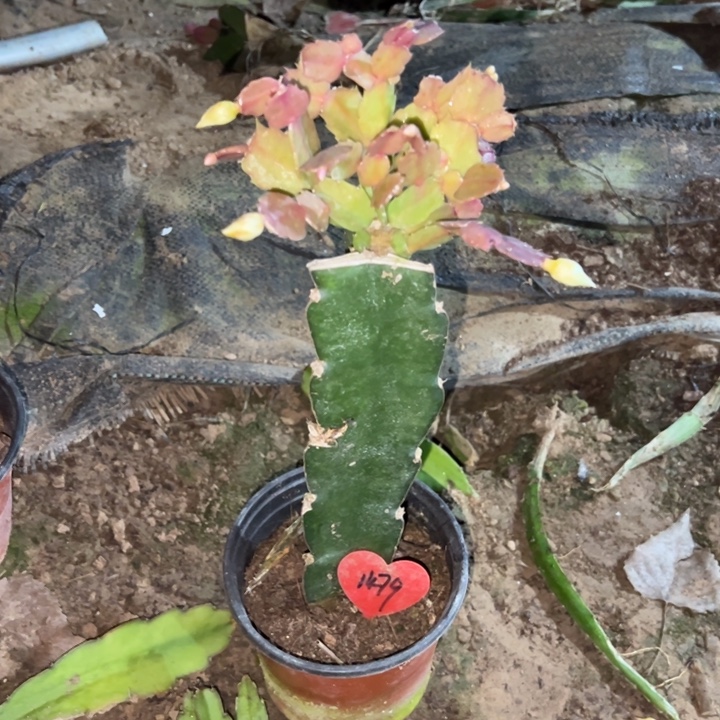 你***你当前无花栽培后可以开花白重瓣1479