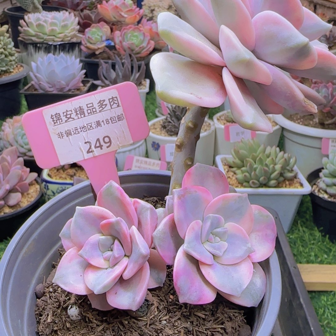 锦安精品多肉植物249