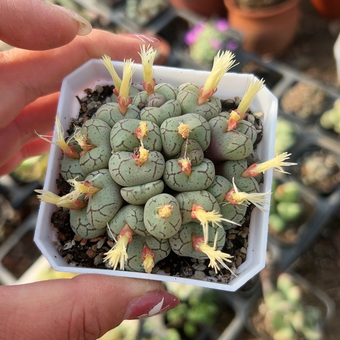 多肉植物多肉植物