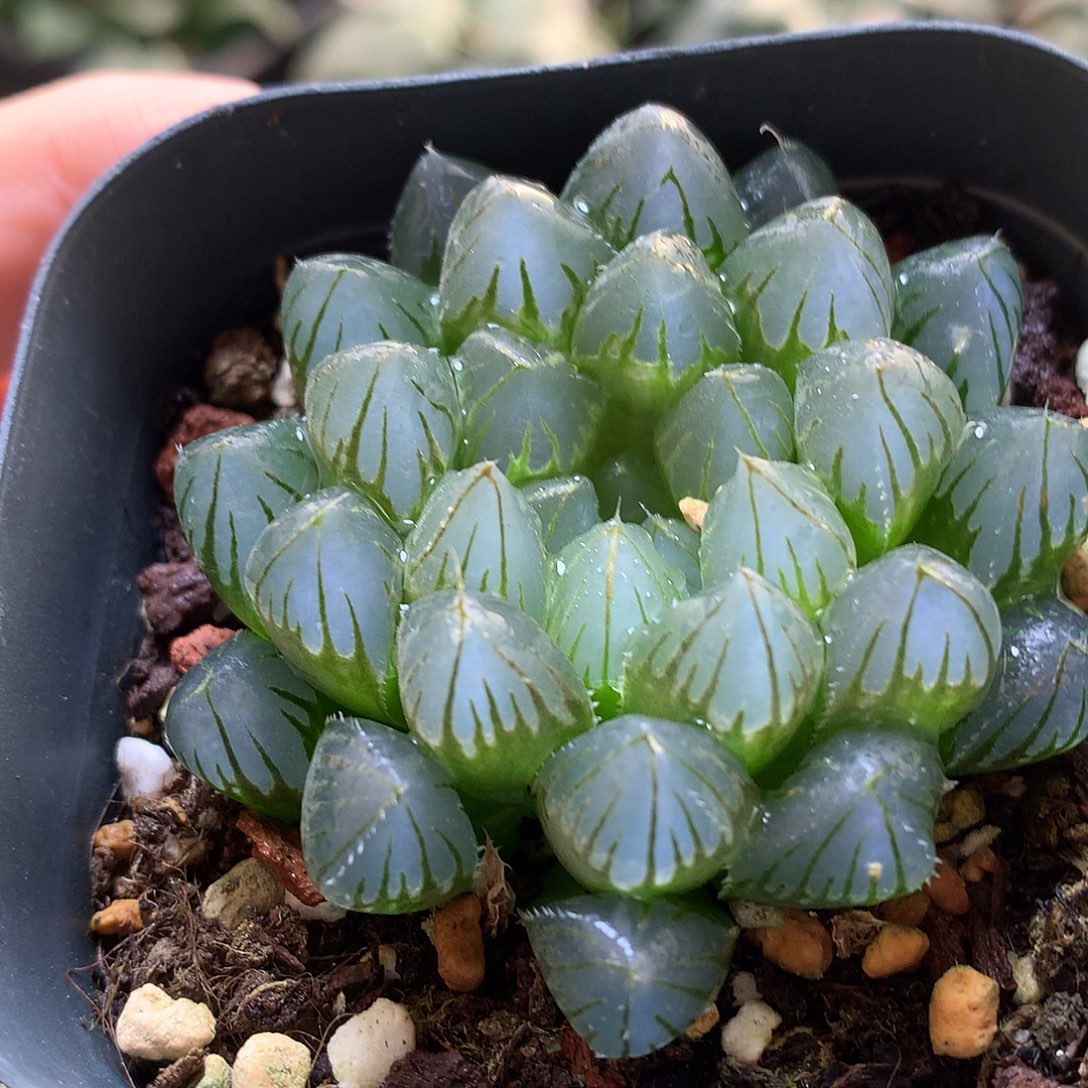 黑肌玉露带盆土发货