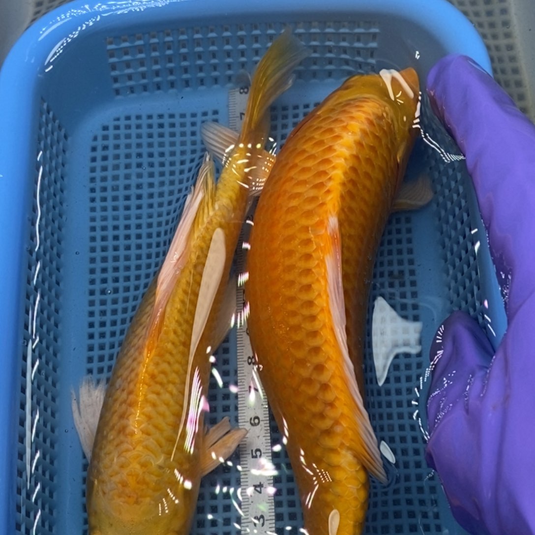 锦鲤冷水锦鲤包邮