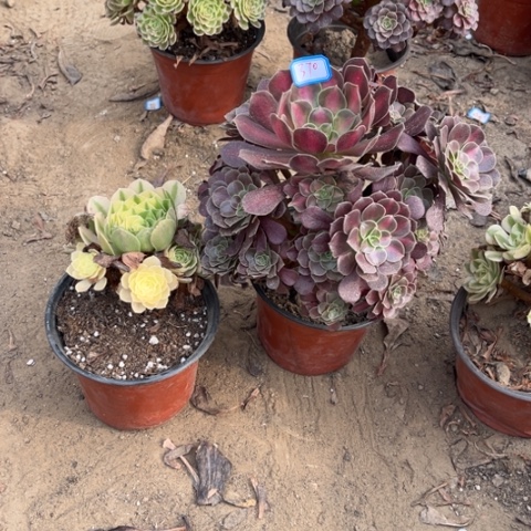 370多肉植物组合，