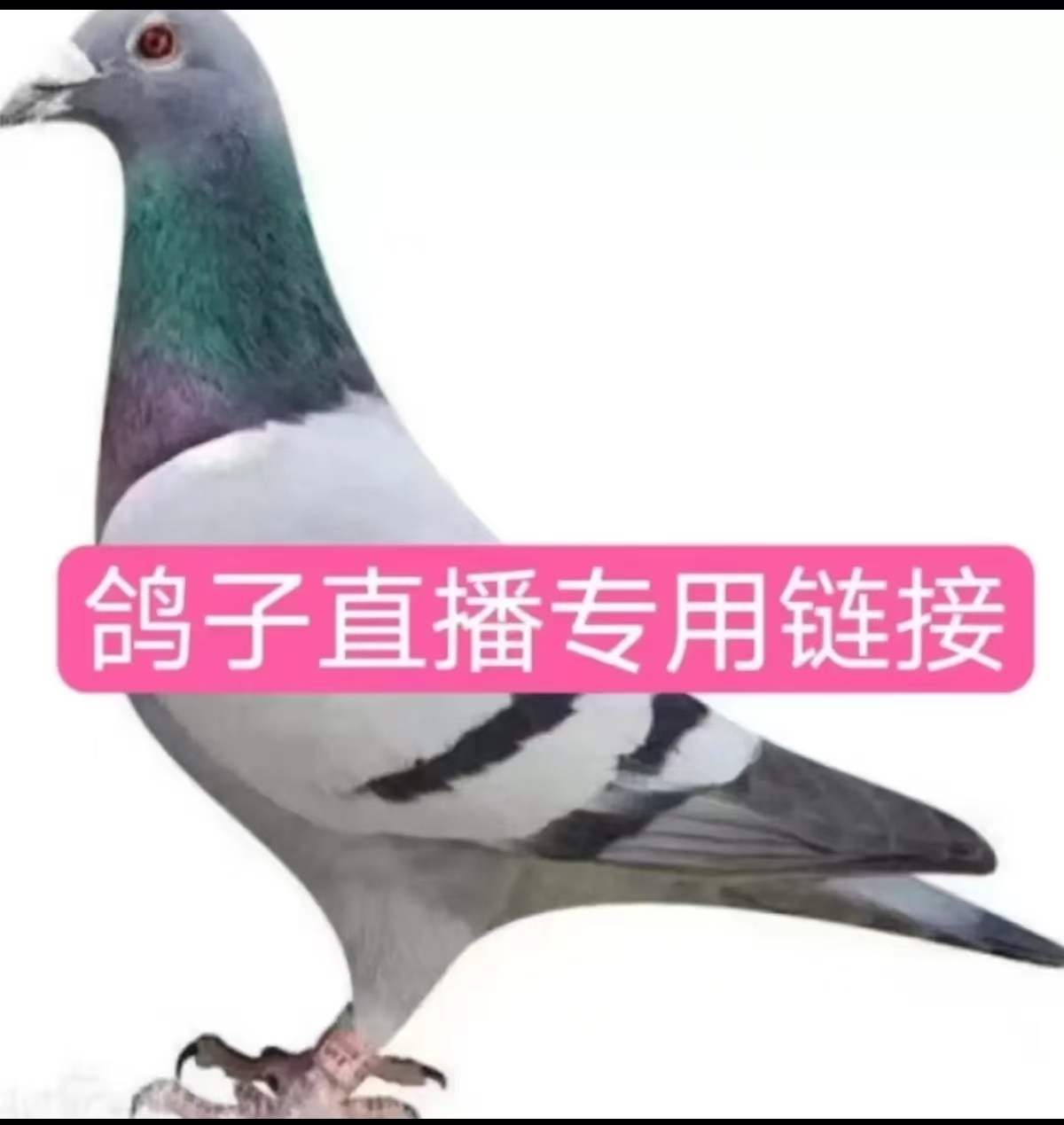 站赛获奖信鸽血统纯正种鸽保证真品