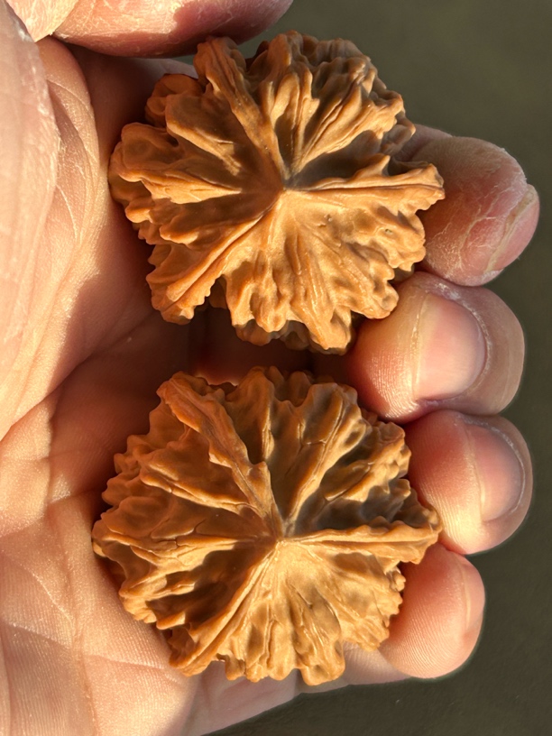 文玩核桃，岐山三棱，全品大凹底，边38高29