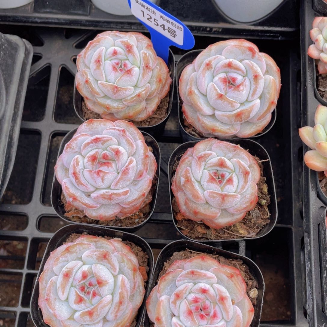 1254号 紫皮石榴籽梦露单头两个