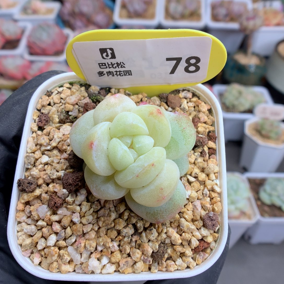 78 黄透白冰玉石化