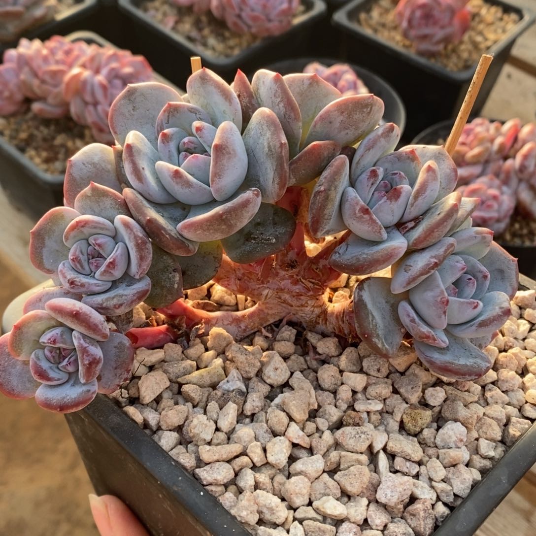 小树朵哈哈哈哈哈哈哈