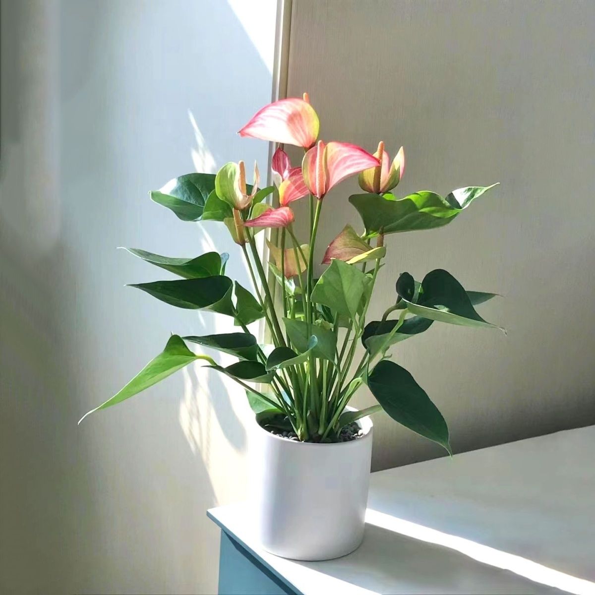 彩掌利维姆【30—40cm】四季开花室内绿植花卉