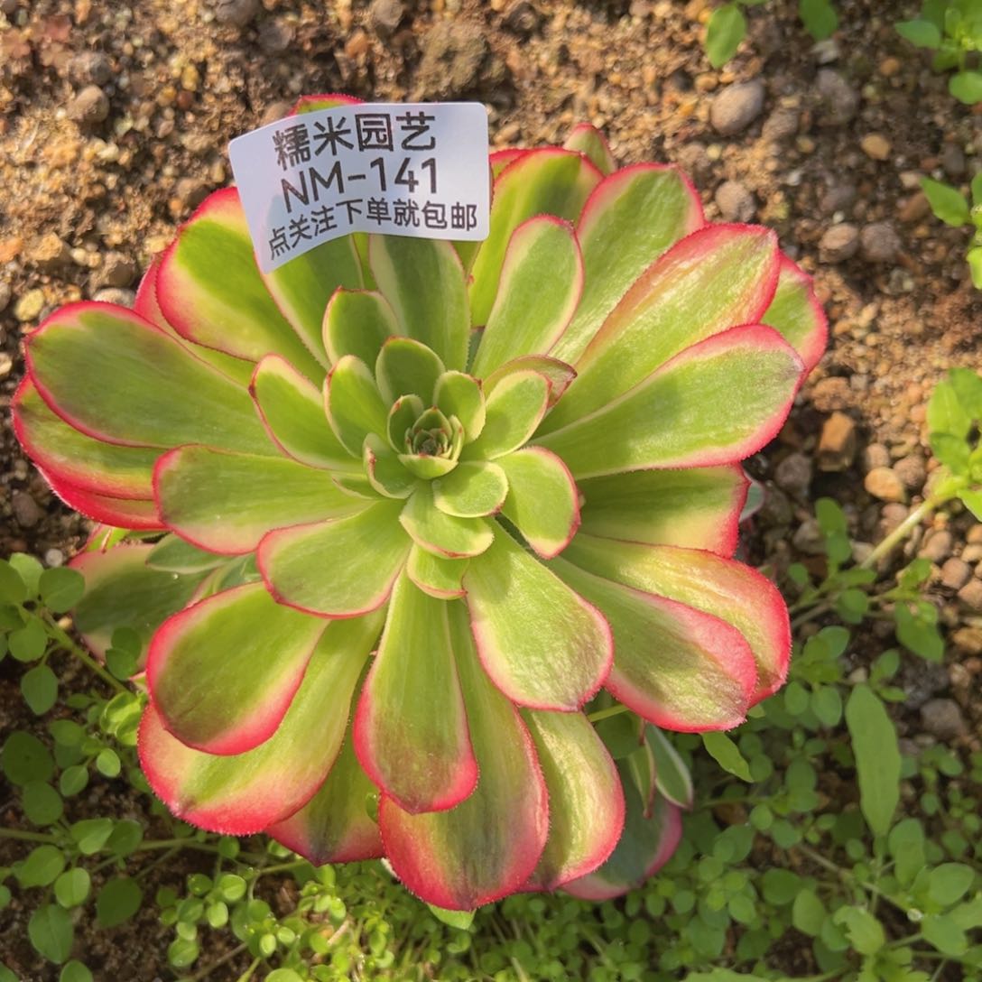 火龙果多肉植物手捧141