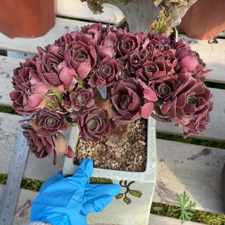 多肉植物的生长发育