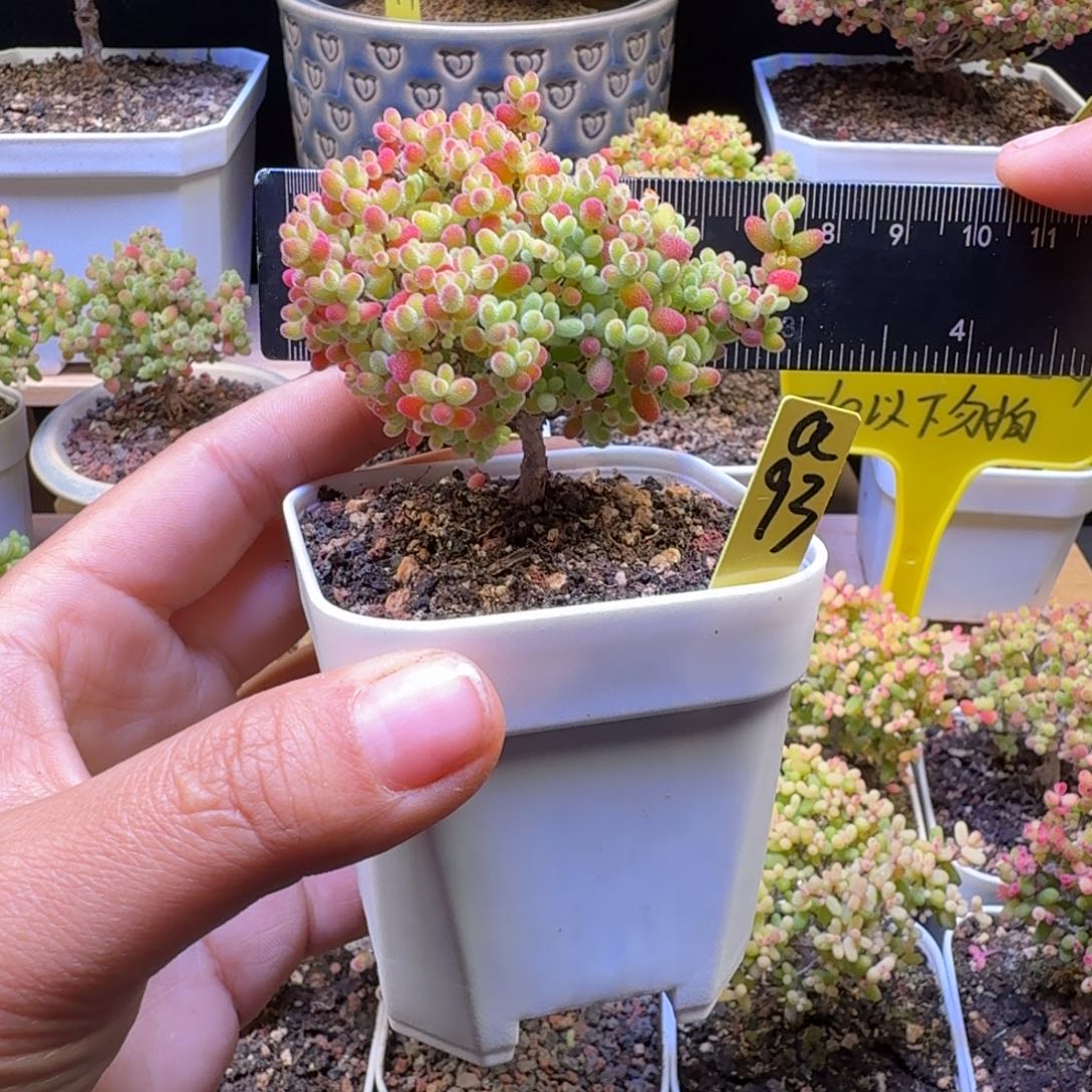 a93号蜜橘冠服7厘米左右