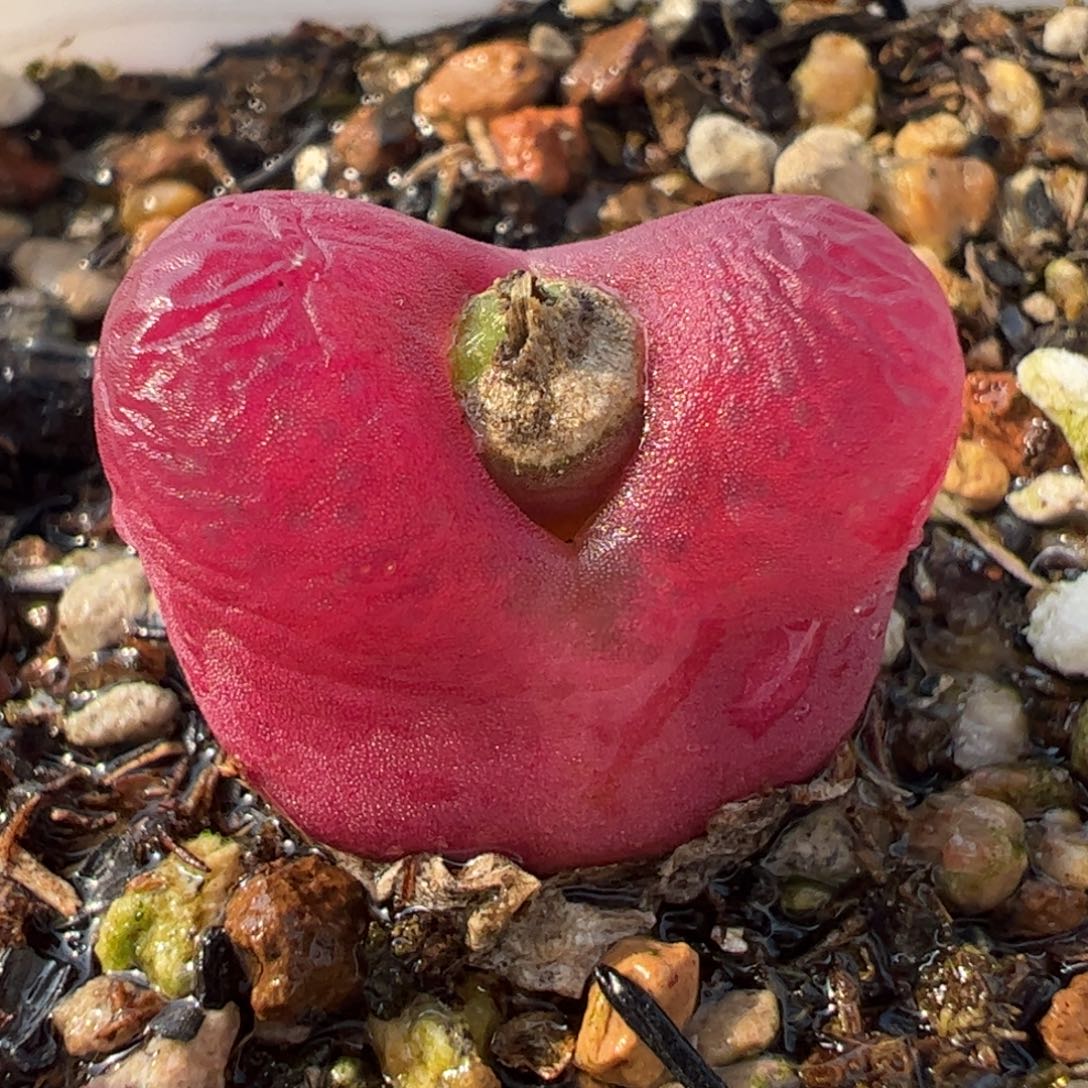 088多肉植物百科