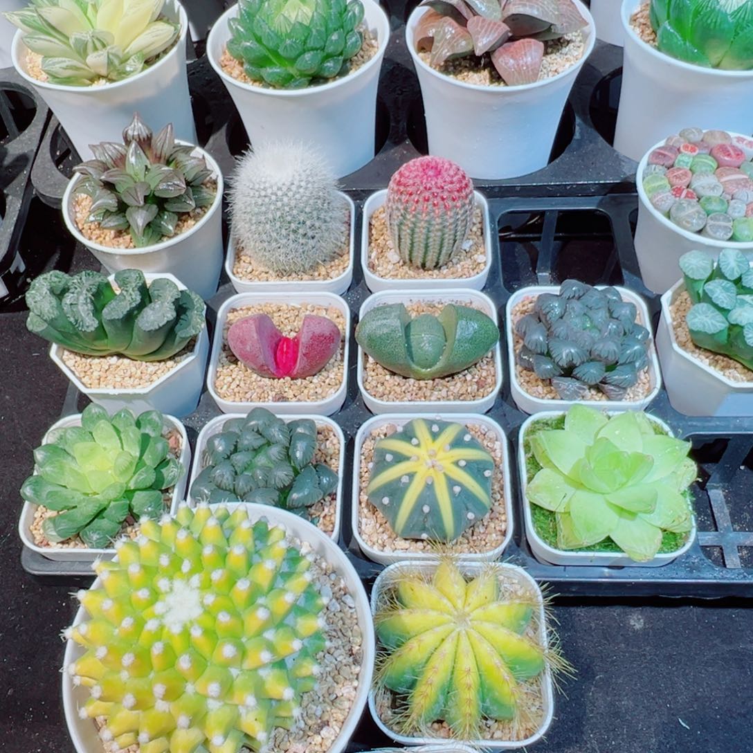 菠萝球、银光锦、海王星