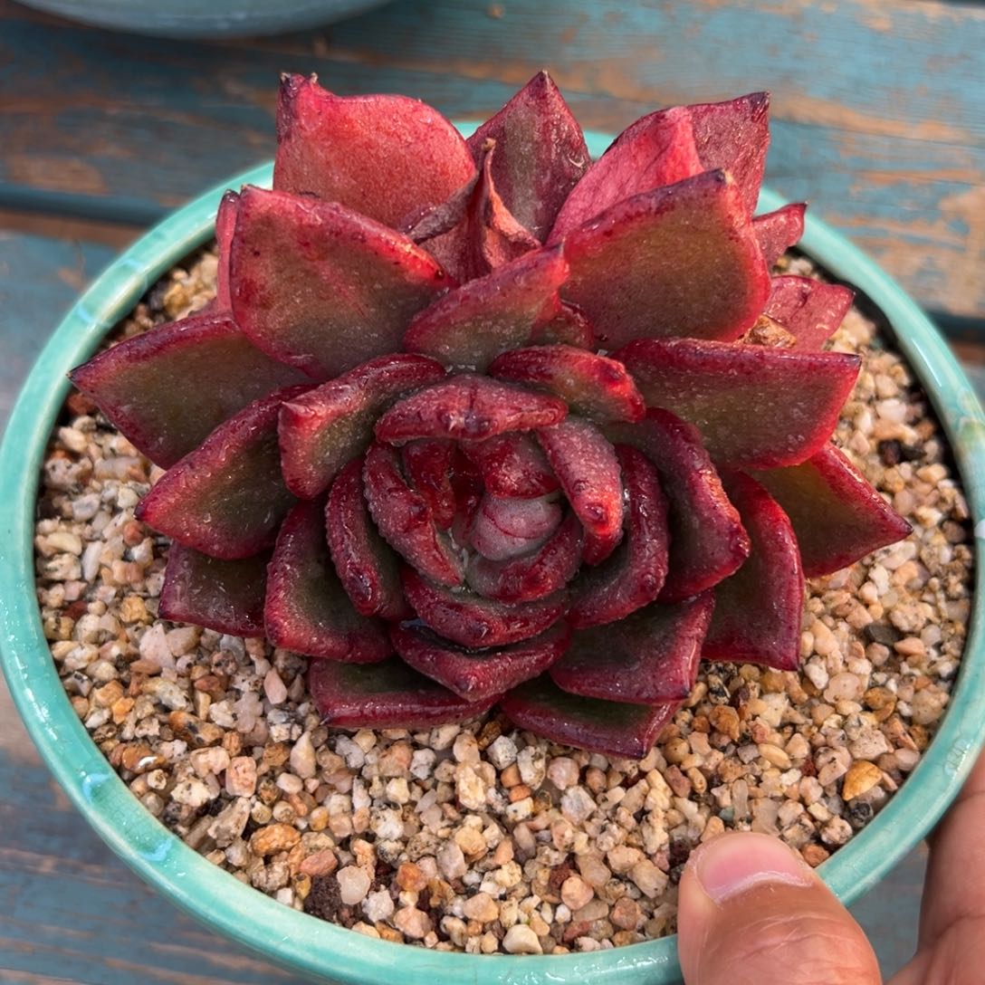 多肉一物一拍0124-红酒宝石双